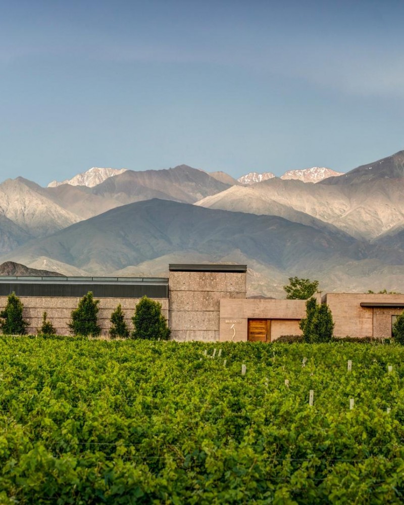 Experiência The Vines