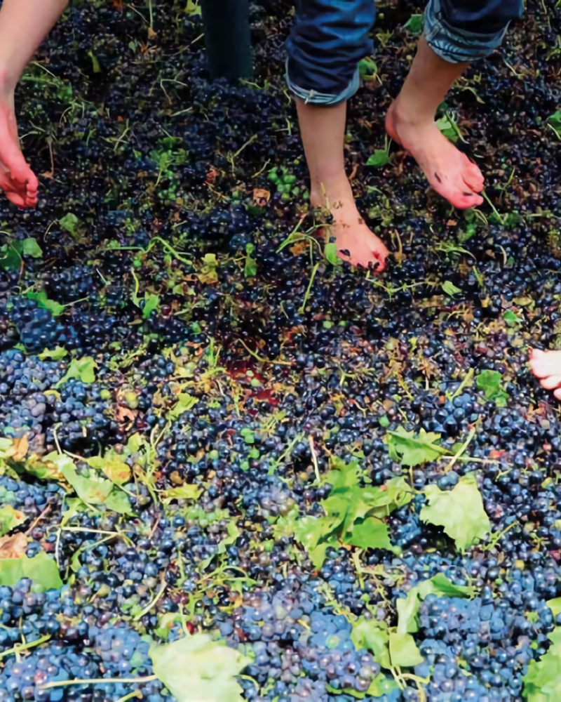 Do vinhedo à garrafa