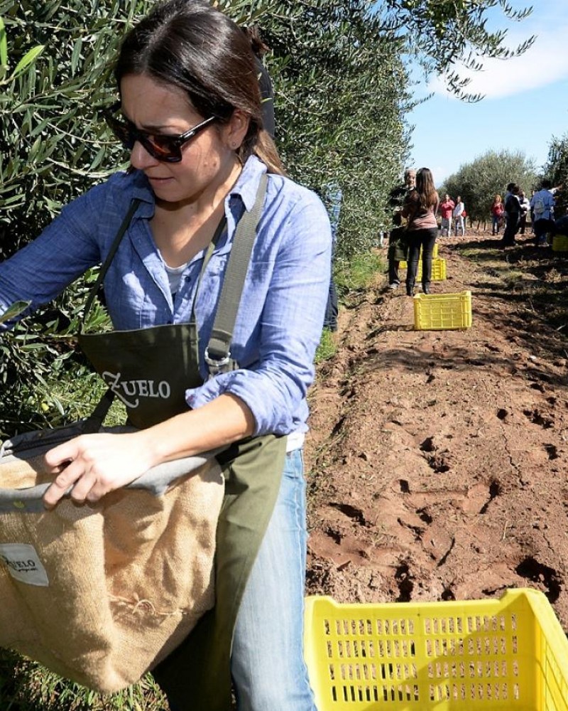 Experiência entre oliveiras e vinhedos