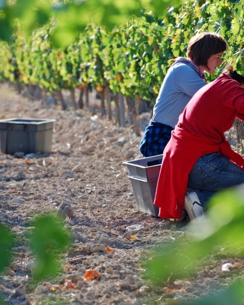 Do vinhedo à garrafa
