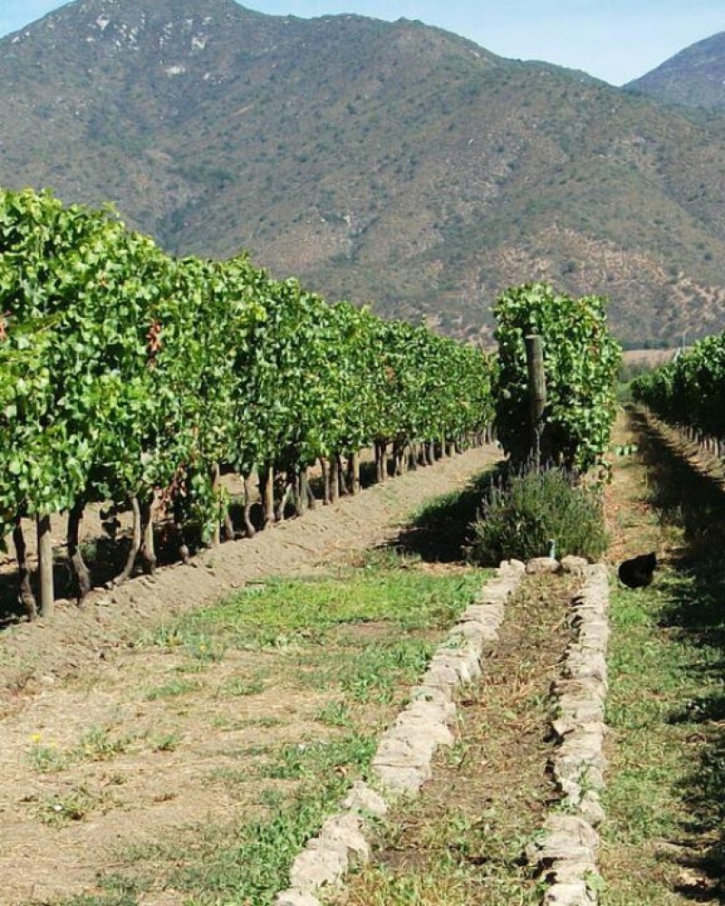 Vinícolas Emiliana & Casas del Bosque