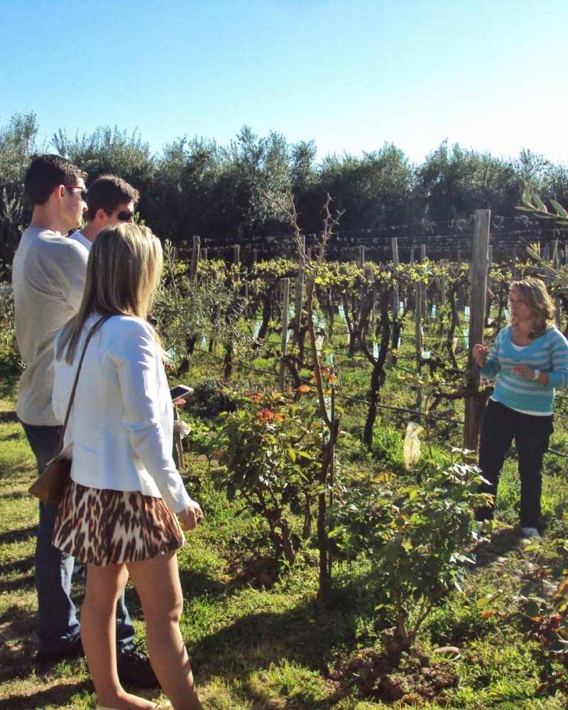 Tour de vinho de meio dia