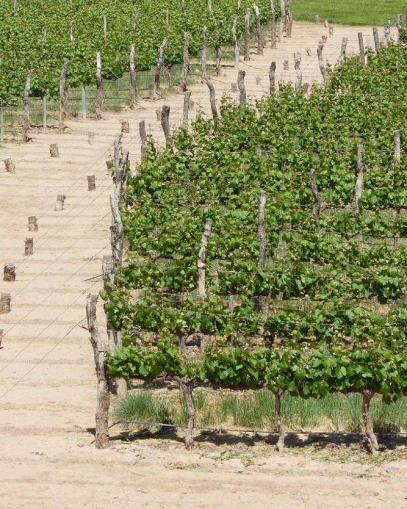 Luján de Cuyo Premium