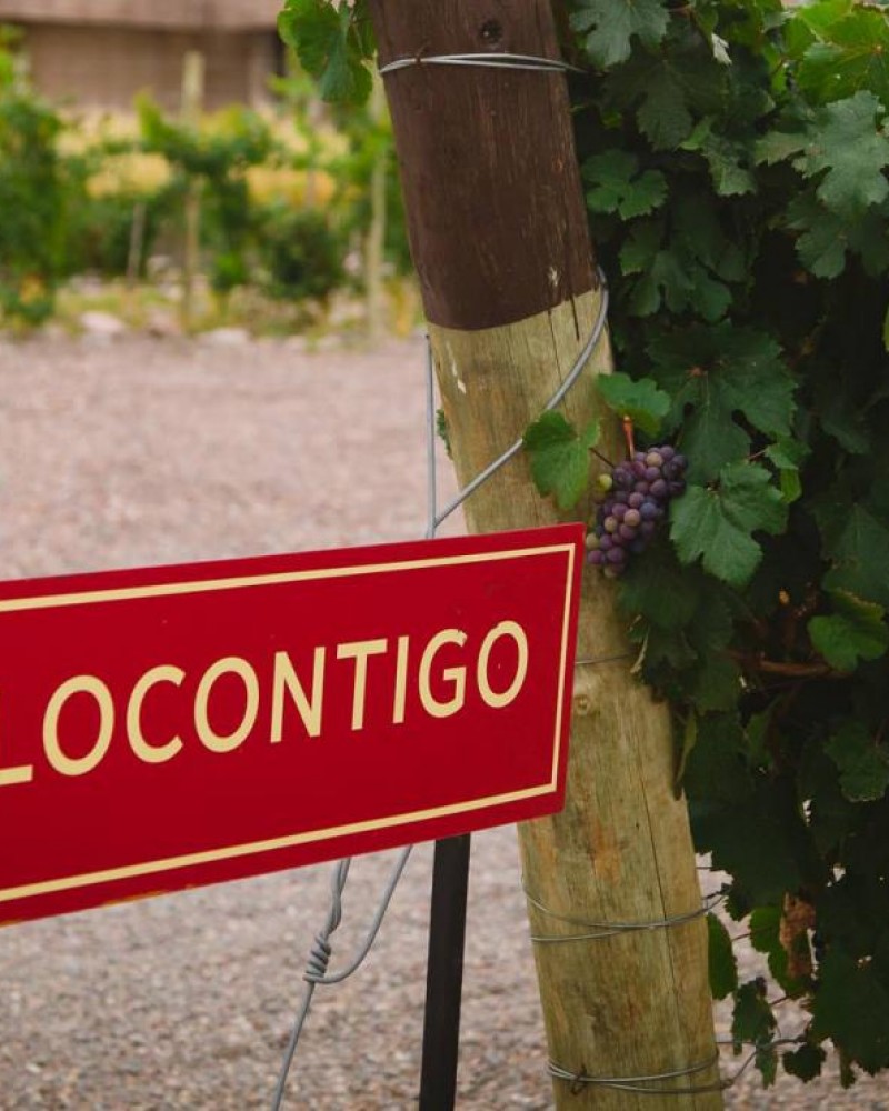 Experiência The Vines