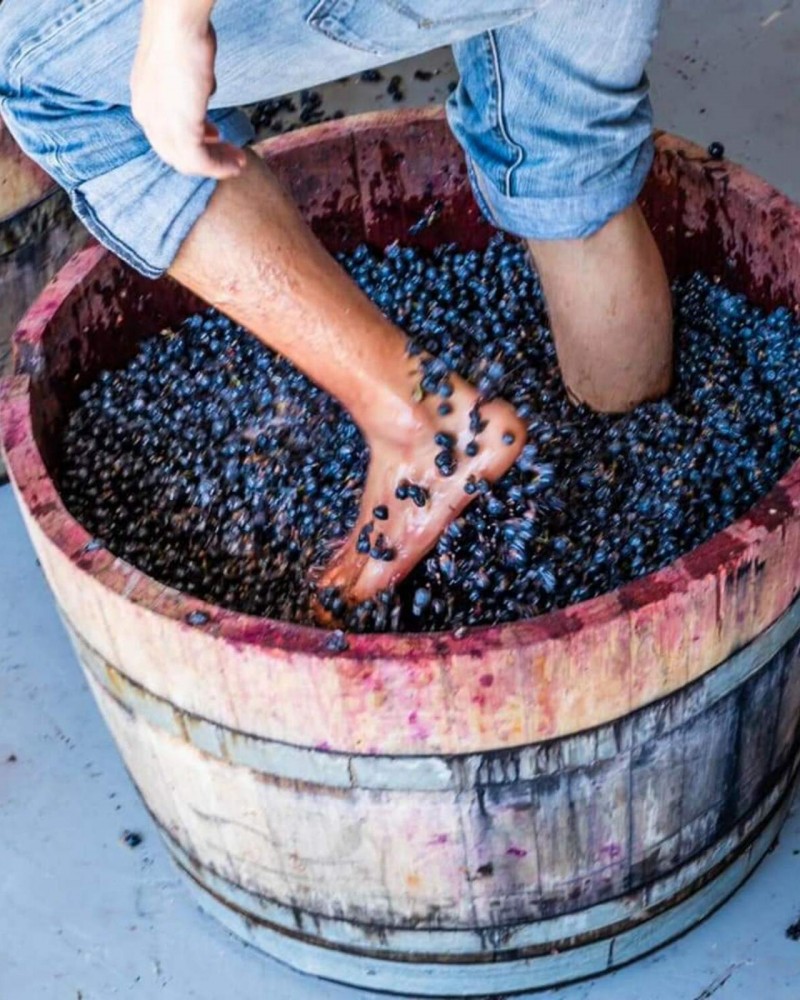 Vindima 2022 em Mendoza