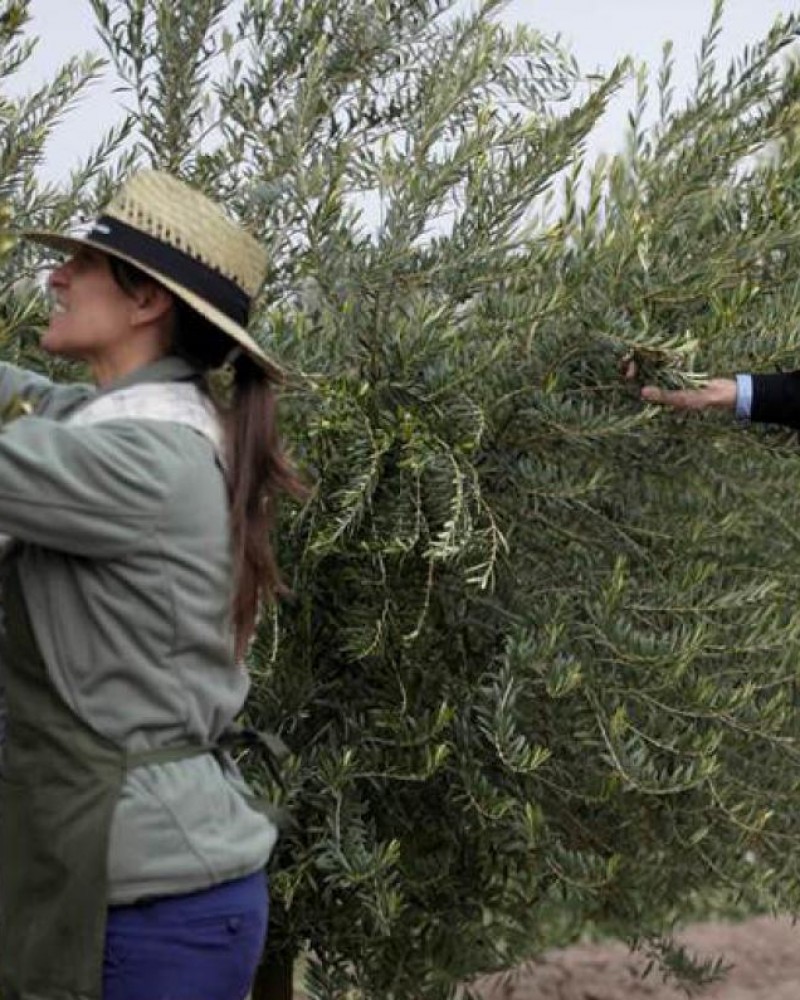 Experiência entre oliveiras e vinhedos
