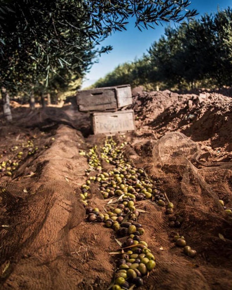Experiência entre oliveiras e vinhedos