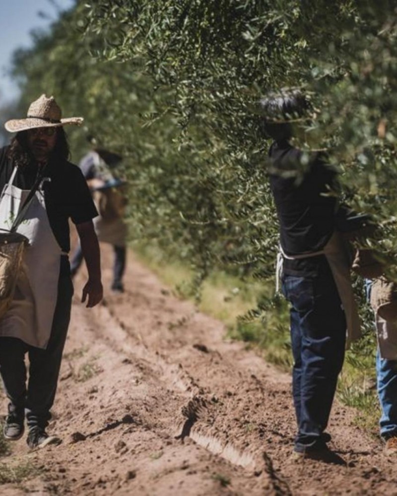 Experiência entre oliveiras e vinhedos