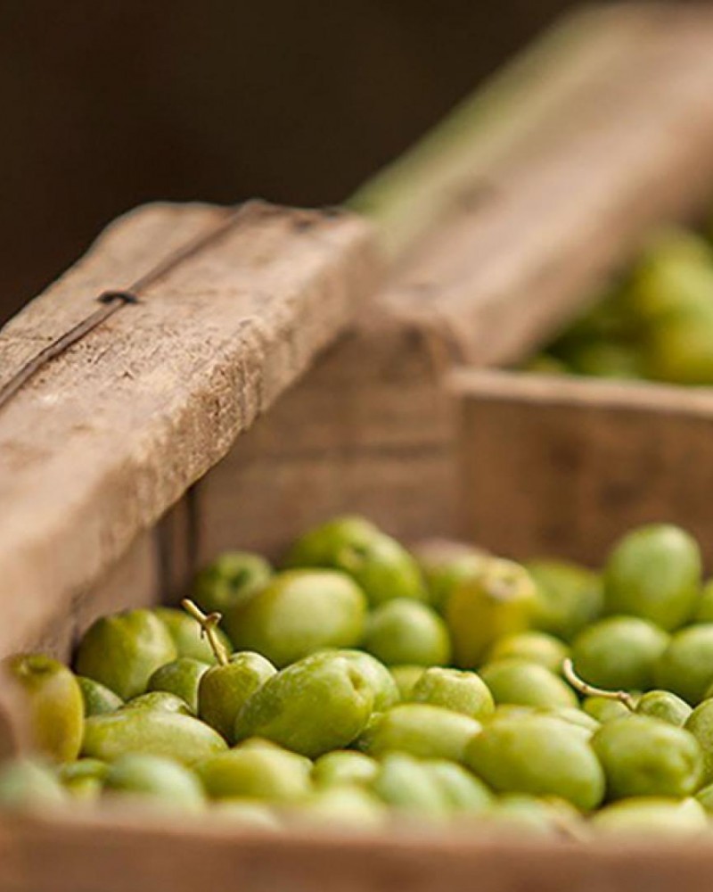 Experiência entre oliveiras e vinhedos