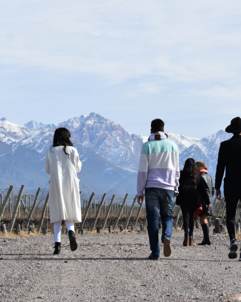 Experiência The Vines