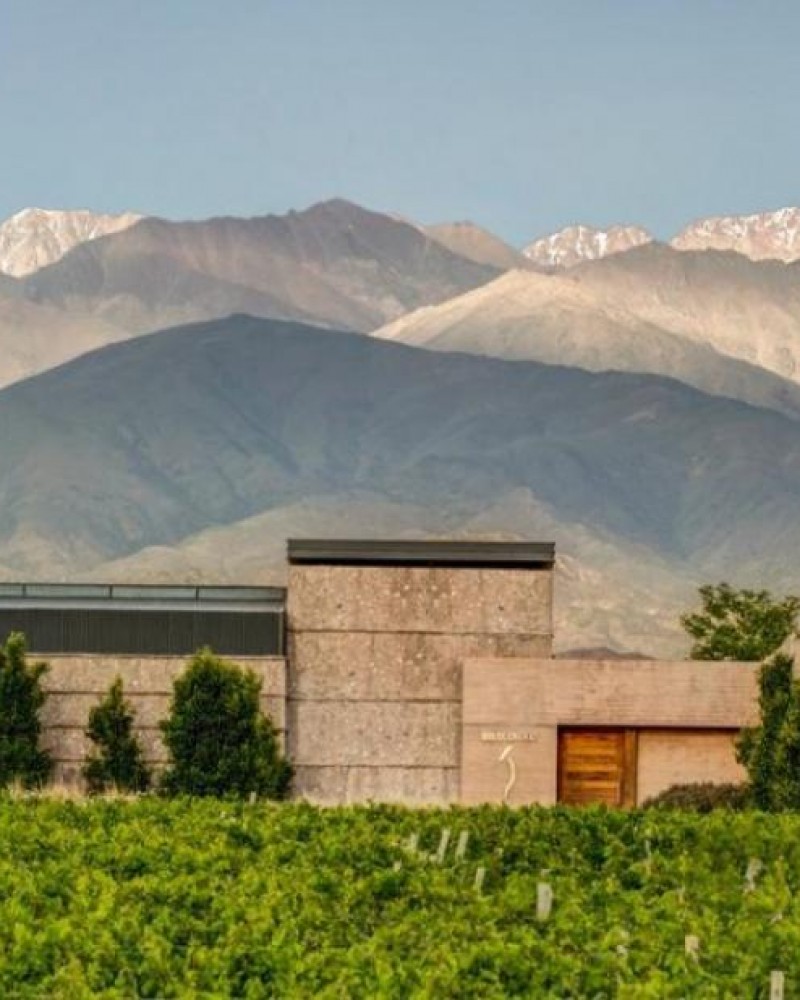 Experiência The Vines