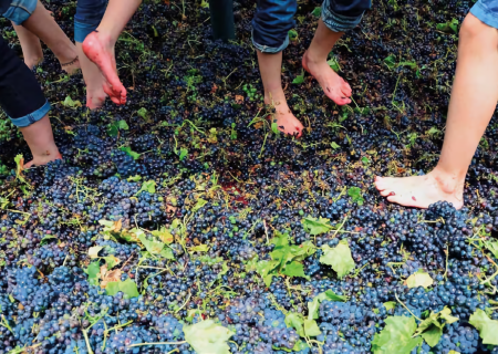 Do vinhedo à garrafa