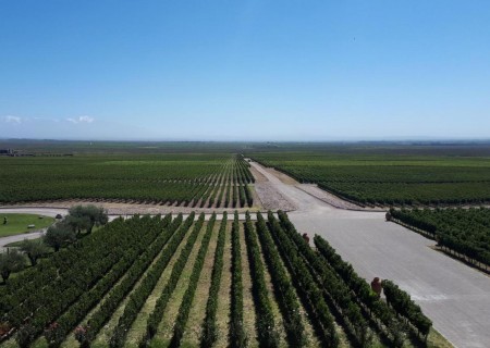 Mendoza Paisagens e Vinhos