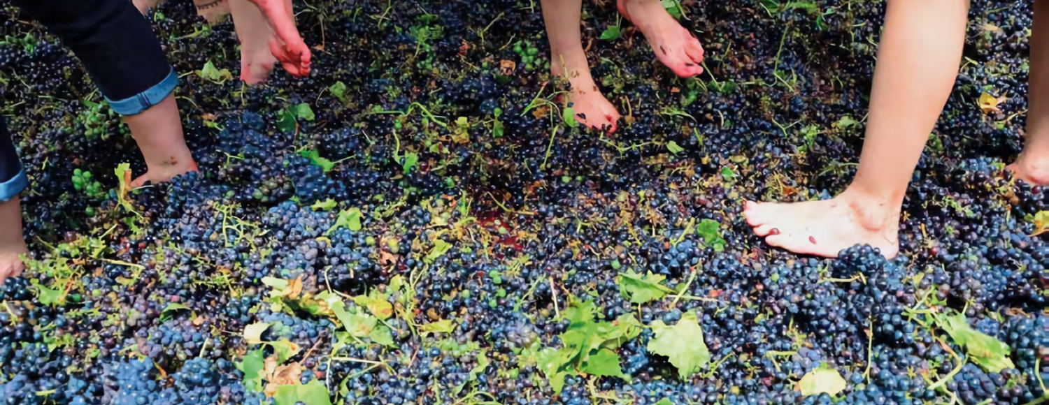 Do vinhedo à garrafa