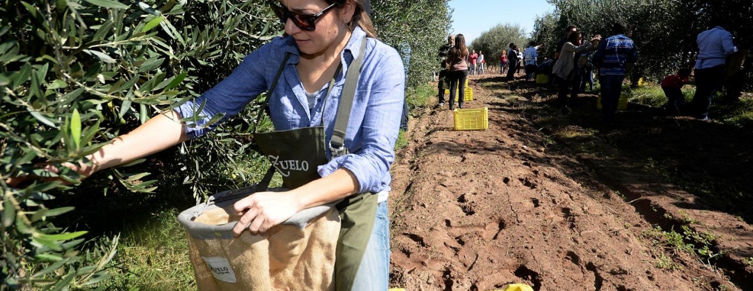 Experiência entre oliveiras e vinhedos