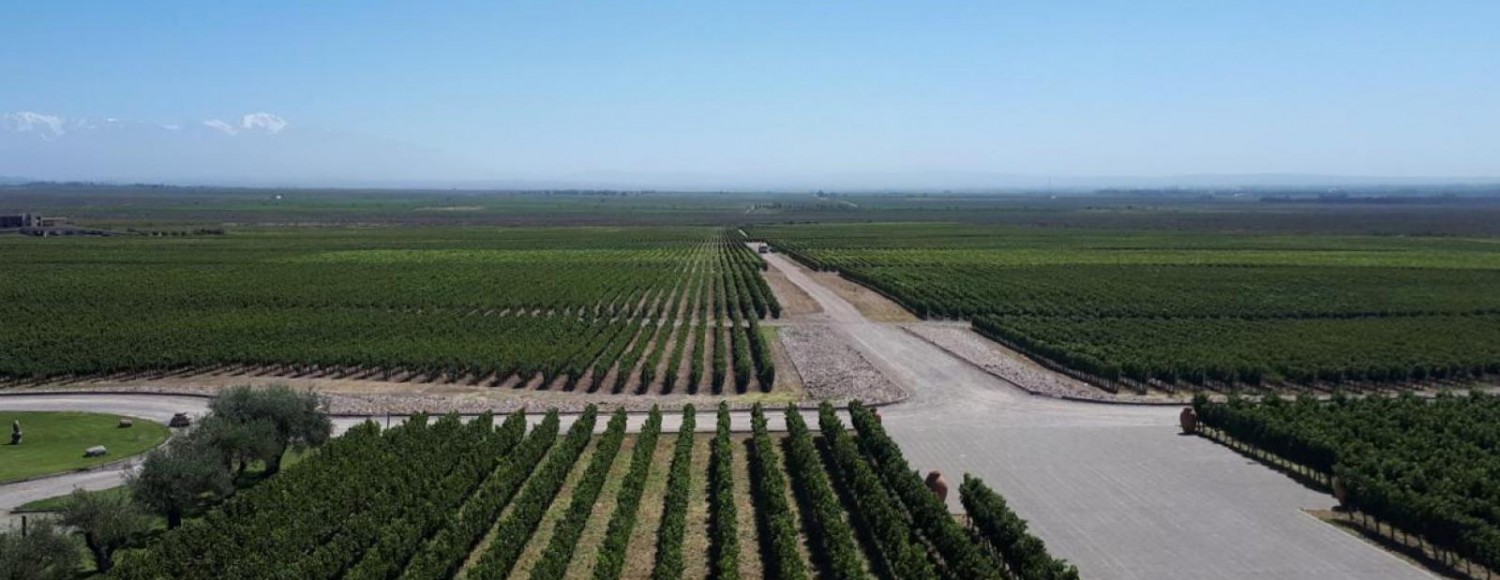 Mendoza Paisagens e Vinhos