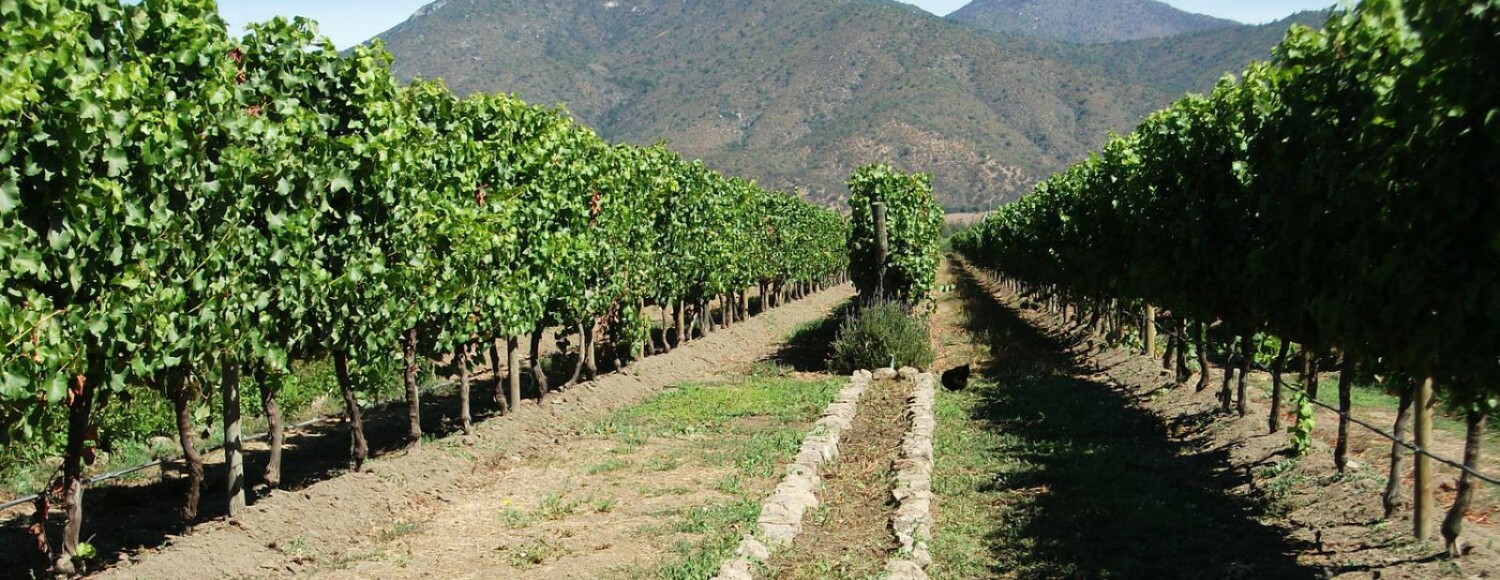 Vinícolas Emiliana & Casas del Bosque
