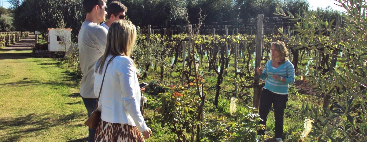 Tour de vinho de meio dia