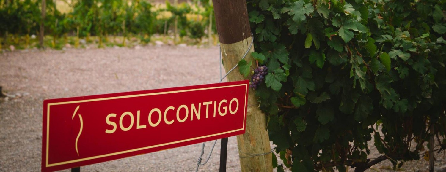 Experiência The Vines