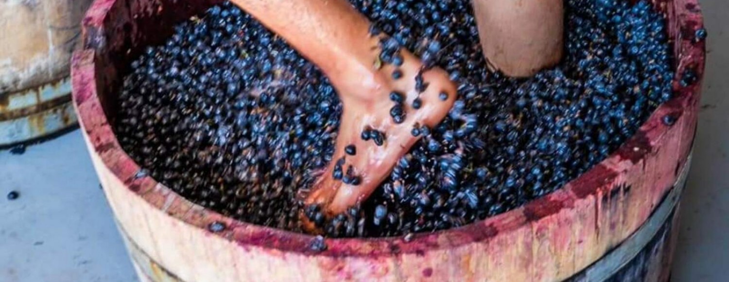 Vindima 2022 em Mendoza