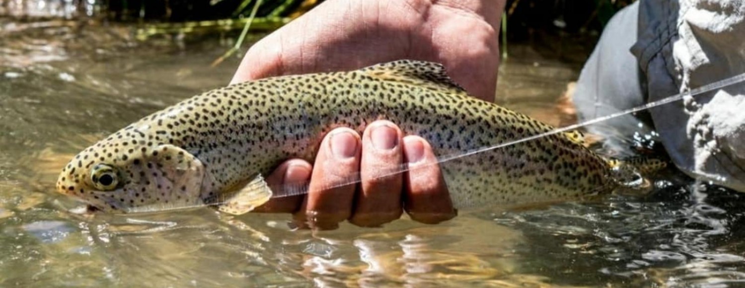 Estância Rancho E´Cuero
