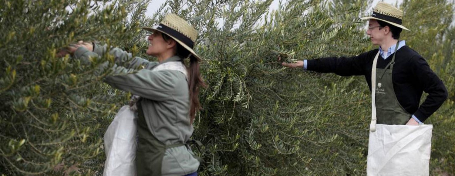 Experiência entre oliveiras e vinhedos