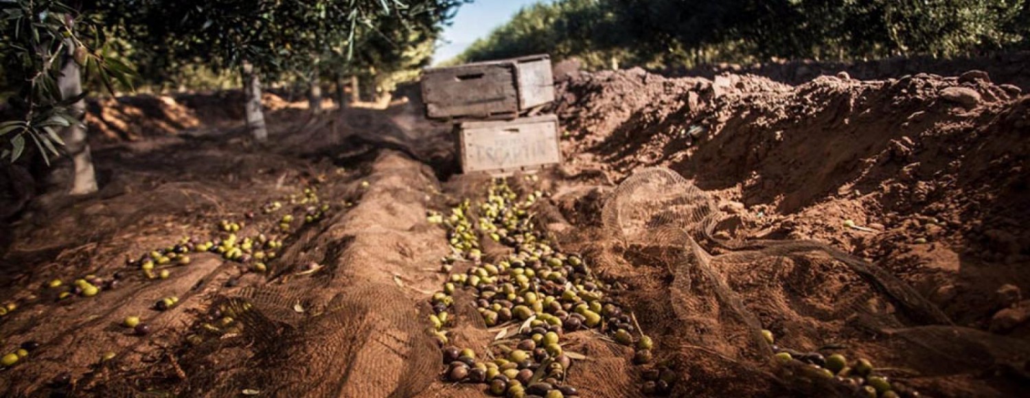 Experiência entre oliveiras e vinhedos