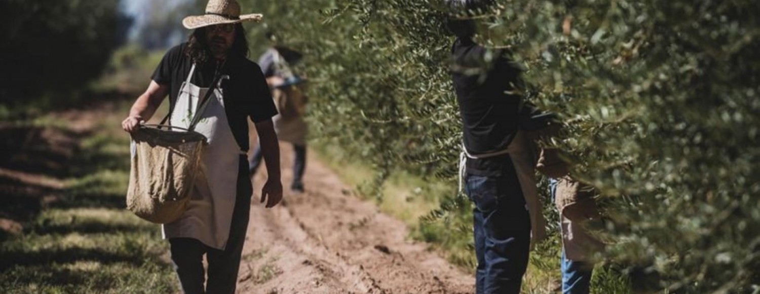 Experiência entre oliveiras e vinhedos