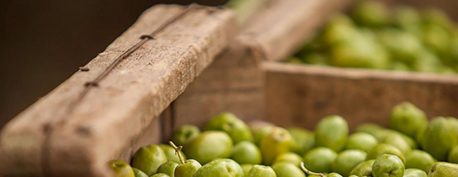 Experiência entre oliveiras e vinhedos